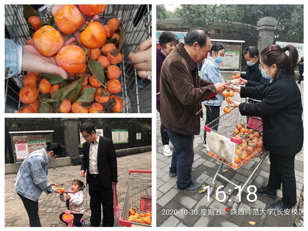 柿子采摘分享.jpg 柿子采摘分享.jpg