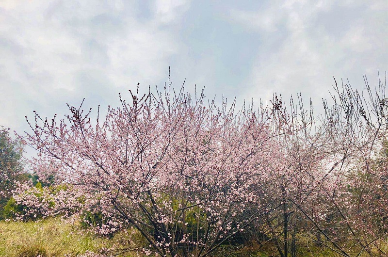 微信图片_20200305144330.jpg